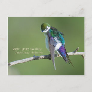 Carte Postale Hirondelle violette