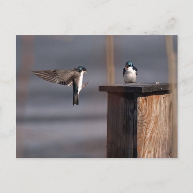 Carte Postale Hirondelles 9659 (Devant)