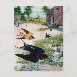Carte Postale Hirondelles de cheminée volent autour de vieux bât