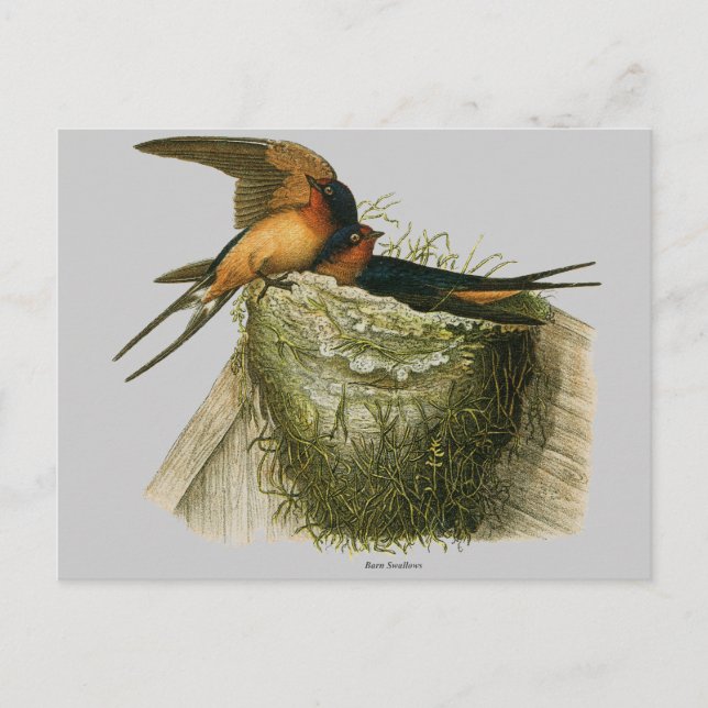 Carte Postale Hirondelles de grange (Devant)