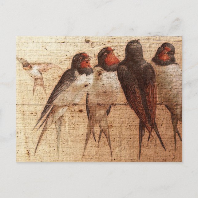 Carte Postale Hirondelles de grange (Devant)