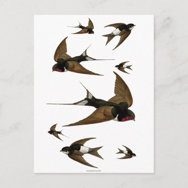Carte Postale Hirondelles en vol oiseaux vintage (Devant)