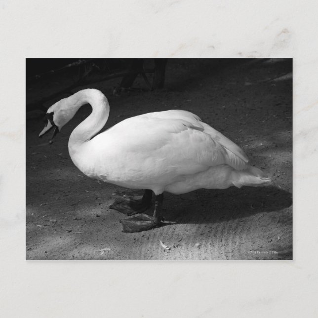 Carte Postale HiSS (Devant)