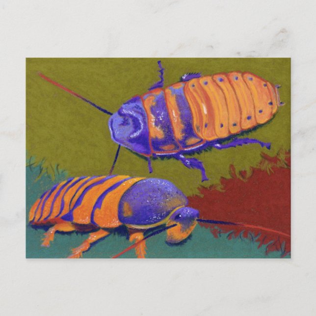 Carte Postale Hissers de Madagascar - Cockroaches (Devant)