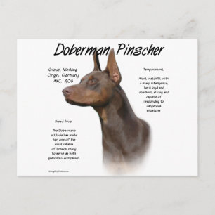 Carte Postale Histoire de Red Doberman