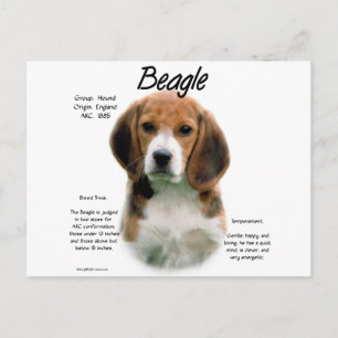 Carte Postale Histoire du beagle ; Tout sur les Beagles