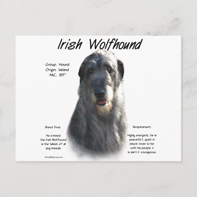 Carte Postale Histoire du loup irlandais gris (Devant)