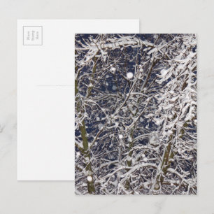 Carte Postale Hiver Blizzard Storm Snowy Tree Nature Photographi