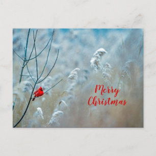 Carte Postale hiver Cardinal Rouge Photo Neige Noël