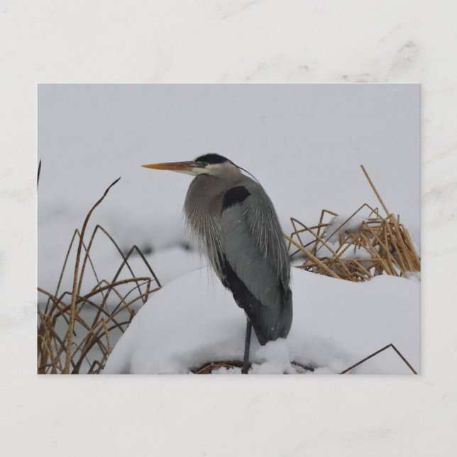Carte Postale Hiver du Grand Héron bleu (Devant)