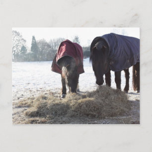 Carte Postale Hiver en Hertfordshire rural, Angleterre