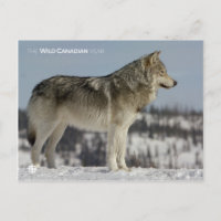 Hiver - Loup