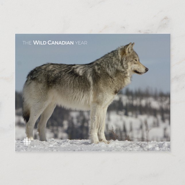 Carte Postale Hiver - Loup (Devant)