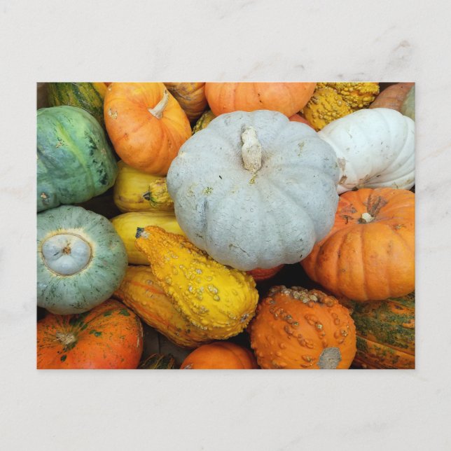 CARTE POSTALE HIVER SQUASH (Devant)