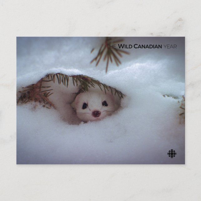 Carte Postale Hiver - Weasel à queue courte (Devant)