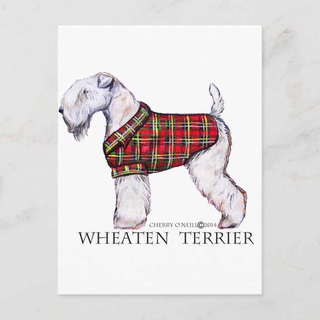 Carte Postale Hiver Wheaten Terrier (Devant)