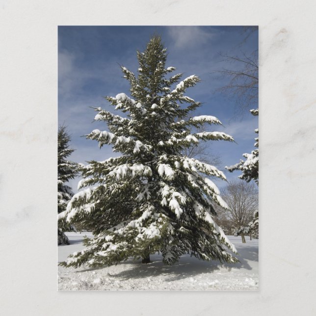 Carte Postale Hivers à venir (Devant)
