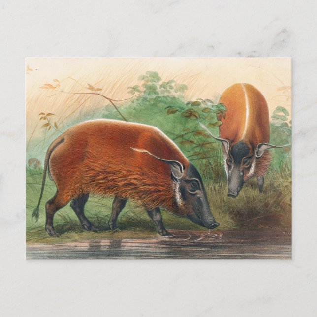 Carte Postale Hog de la rivière sud-africaine par Joseph Wolf (Devant)