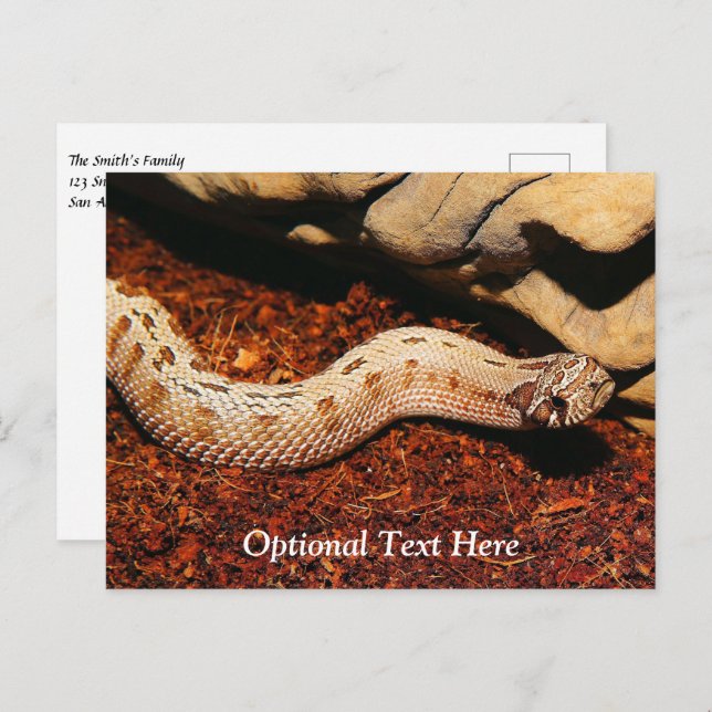 Carte Postale Hognose Pet Snack (Devant / Derrière)