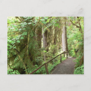 Carte postale Hoh Valley Rain Forest