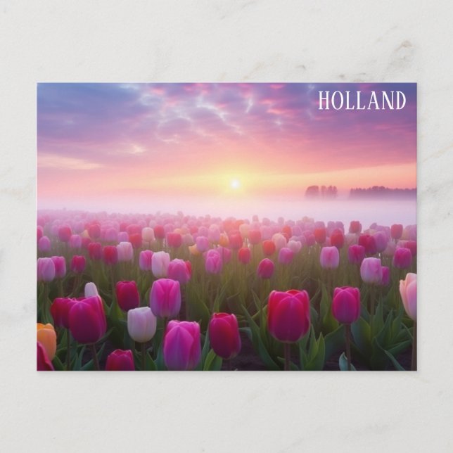 Carte Postale Holland Pays-Bas Dutch Tulips Photo Voyage (Devant)