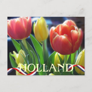 Carte postale Holland Red and Yellow Spring Tulips
