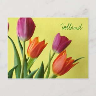 Carte postale Hollande, Tulipes