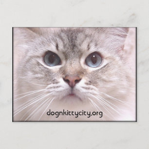 Carte postale Holly