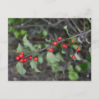 Carte Postale Holly Berries