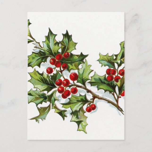 Carte Postale Holly Berries 002 (Devant)