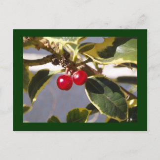 Carte Postale Holly Berry
