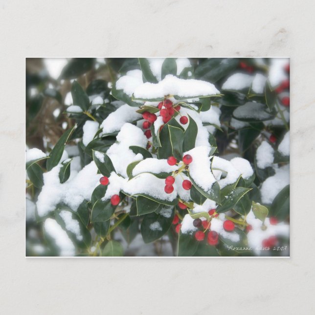 Carte postale Holly Bush 2007 (Devant)