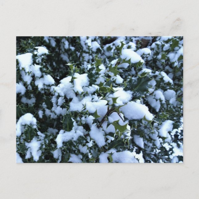 Carte Postale Holly couvert de neige (Devant)