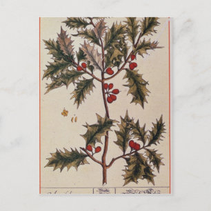 Carte Postale Holly de 'A Curious Herbal', 1782