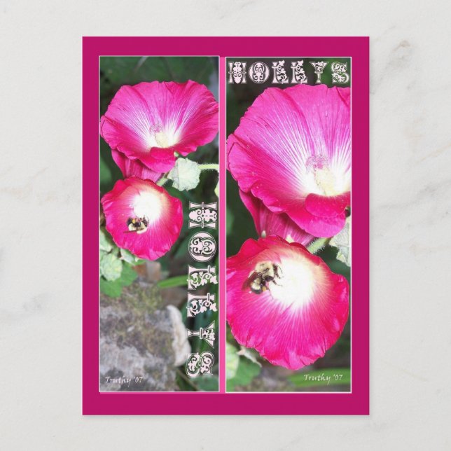 CARTE POSTALE HOLLY SIGNET (Devant)