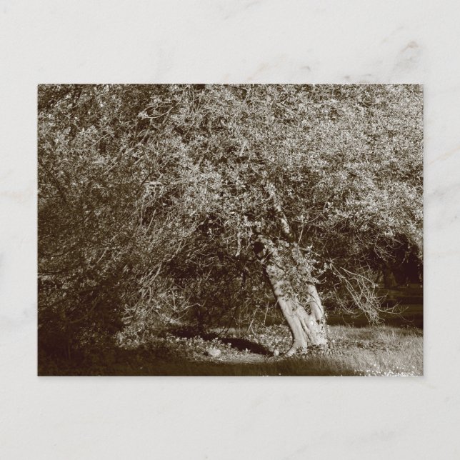 Carte Postale Holly Tree - Sepia (Devant)