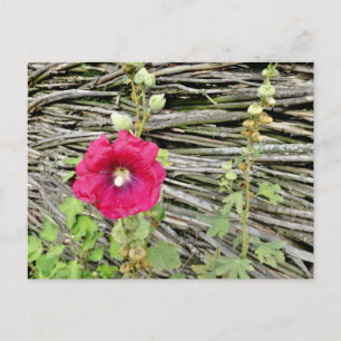Carte Postale Hollyhock par une clôture ukrainienne traditionnel