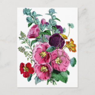 Carte Postale Hollyhocks botaniques vintages