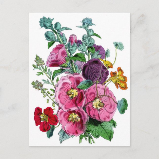 Carte Postale Hollyhocks Illustration botanique (Devant)