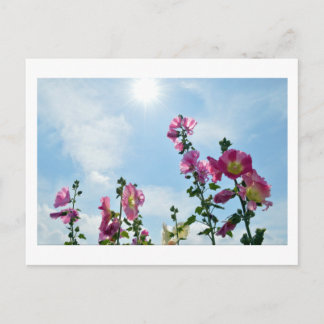 Carte Postale Hollyhocks : Japon