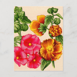 Carte Postale hollyhocs en rose et jaune
