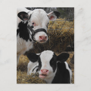 Carte Postale Holstein Calves