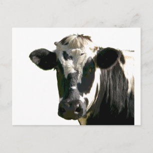 Carte Postale Holstein Vache ferme animal laitier noir et blanc