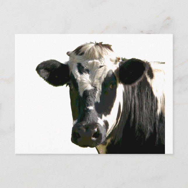 Carte Postale Holstein Vache ferme animal laitier noir et blanc (Devant)