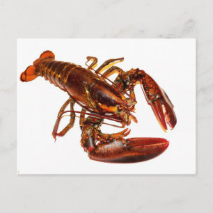 Carte Postale Homard