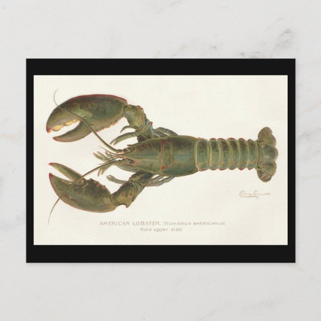 Carte Postale Homard américain - Sherman Denton Fish Lithograph (Devant)