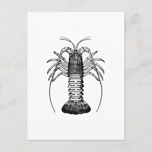 Carte Postale Homard épineux (Californie) (Devant)