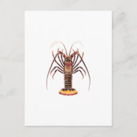 Homard épineux (Pacifique asiatique)