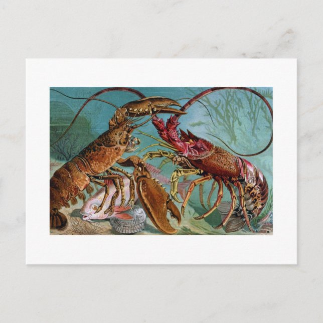 Carte Postale Homard et Langoustine (Devant)