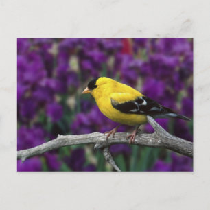 Carte Postale Homme, Américain Goldfinch en plumage d'été,
